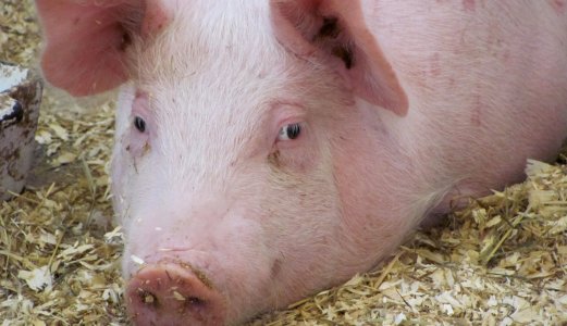 MRSA påvist i svinebesetning i Rogaland