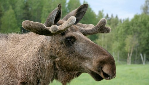CWD-funn i Finland ligner ikke Nordfjella-typen