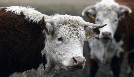 Stor smittetrussel ved import av levende storfe