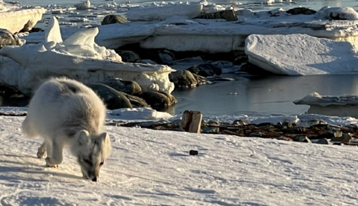 Pelslus et helseproblem for fjellreven på Svalbard