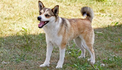 Status vedrørende akutt hundesykdom 26.09.2019