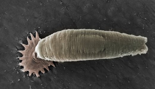 Lakseparasitten Gyrodactylus salaris påvist i Örekilsälven i Sverige