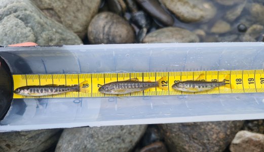 Fisken er tilbake i Skibotnregionen etter gyro-kamp