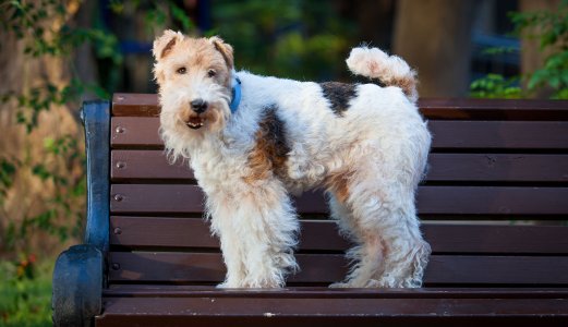 Folkehelsepodden om hundesykdom