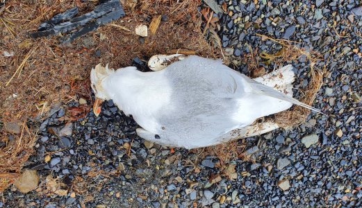 Fugleinfluensa påvist på Svalbard