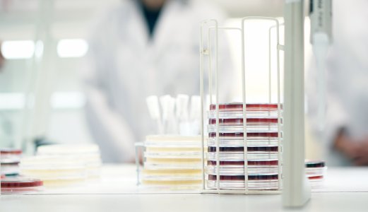 Flere hester med mulig salmonellasmitte