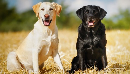 Akutt diaré-sykdom hos hund