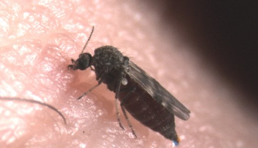 Podcast: Knøttsmå insekter gir store helseproblemer hos sau og storfe
