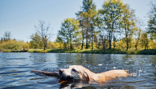 Ikke la hunden bade i ferskvann med alger