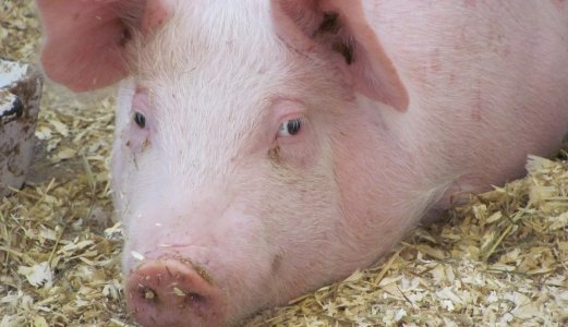 MRSA påvist i svinebesetninger i Vestfold