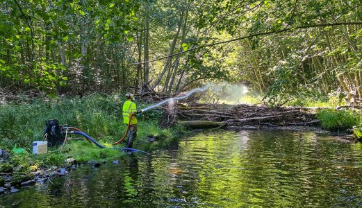 Suksessfull parasittbekjempelse i Driva-vassdraget gir håp for fremtidig laks