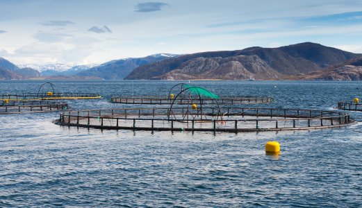 Endringer i IPN-viruset gjør fisken mer utsatt for sykdom