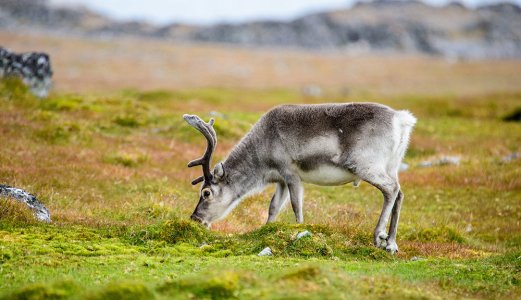 Sykdomsutbrudd hos rein i Nordland – sannsynlig kobberforgiftning