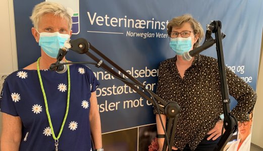 Podcast: Prionsykdom – en skummel og snikende sykdom