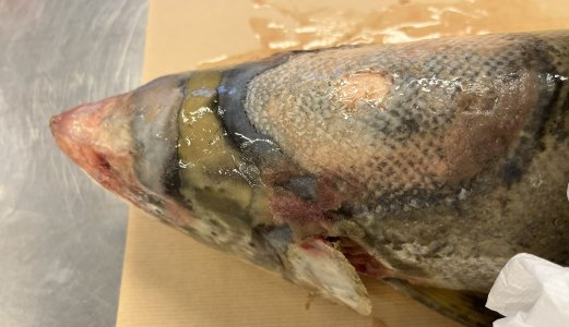 Mistanke om sykdommen UDN i Gaula og Orkla