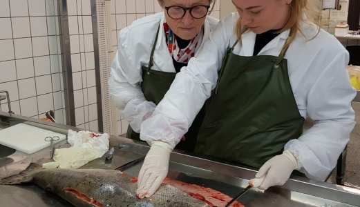 Jakter årsaken til syk laks i Enningdalselva (Berbyelva)