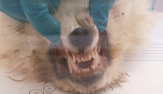 Rabies påvist hos fjellrev på øya Hopen på Svalbard