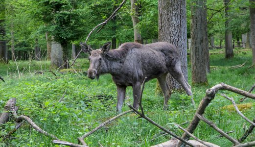 Nytt tilfelle av skrantesjuke hos elg i Sverige