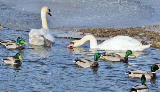 Økt antall påvisninger av fugleinfluensa hos svaner