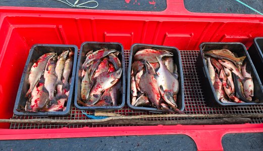 Stadige forbedringer med fiskesperra ved Seidaholmen i Tanavassdraget