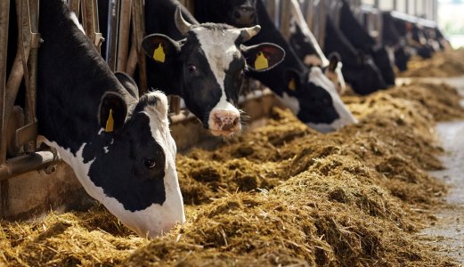 Lavt nivå av radioaktivitet i grassurfôr