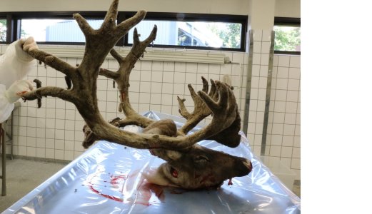 Bekjempelsen av Chronic Wasting Disease i fokus
