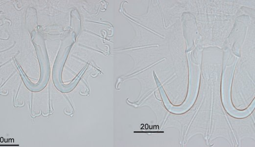 Lakseparasitten Gyrodactylus salaris påvist i Kungsbackaån i Sverige
