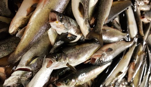 Skal bidra til mer kunnskap om årsaken til laksepox