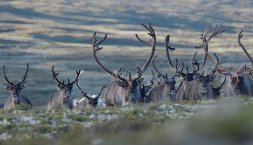 Framleis viktig med prøvetaking for å kartleggja skrantesjuke blant hjortedyr i Noreg