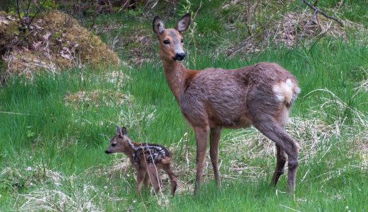 Økt forekomst av vorter hos hjort og ny parasitt hos elg er blant funnene i ny vilthelserapport