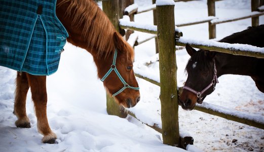 Er du veterinær i hestepraksis? Vi trenger din hjelp
