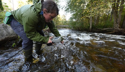 Feltforsøk med klorforbindelser mot lakseparasitten Gyrodactylus salaris i Lierelva