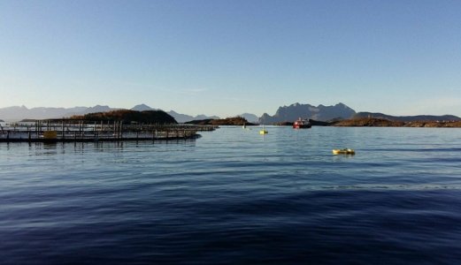 Norsk fiskeoppdrett er bedre tjent med å bruke millioner til forebygging og forbedring enn å betale for tapene