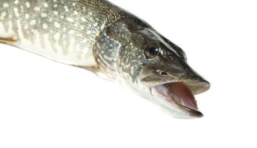 Veterinærinstituttet skal bekjempe introdusert gjedde i Gillsvannet ved Kristiansand