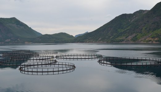Piscine orthoreovirus (PRV)-infisert fisk er følsom for stress