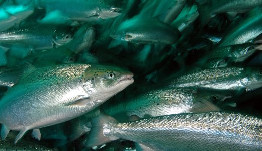 Ekspertgruppe ser ubetydelig covid-19-risiko knyttet til akvatiske matdyr