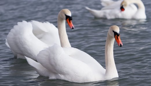 Fugleinfluensa påvist hos svaner i Oslo og Asker