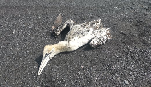 Fugleinfluensa forårsaker høy dødelighet blant villfugl i Norge