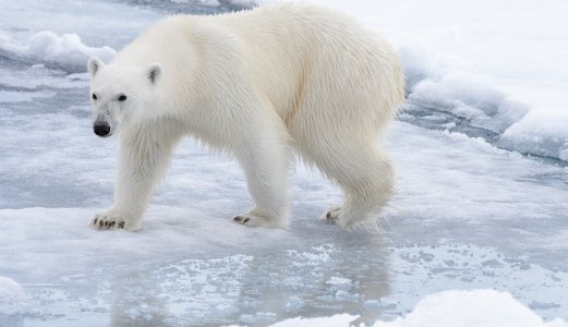 Veterinærinstituttet har obdusert isbjørn fra Svalbard
