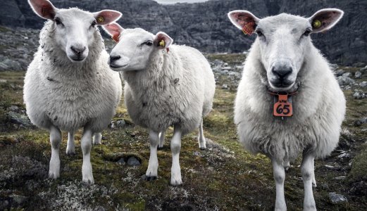 Sauesykdommen mædi ikke påvist i Norge i 2021