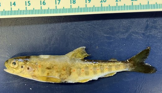 Sykdomsutbrudd hos laksefisk i Gaula og andre trønderske elver