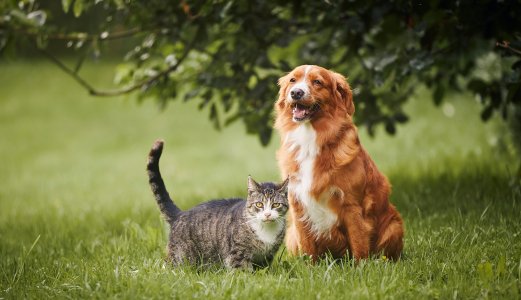 Nytt norsk samarbeid for å overvåke smittsomme sykdommer hos hund og katt er det første av sitt slag