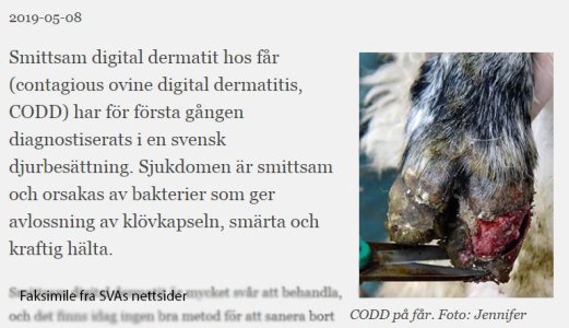 Smittsom digital dermatitt (CODD) påvist i Sverige