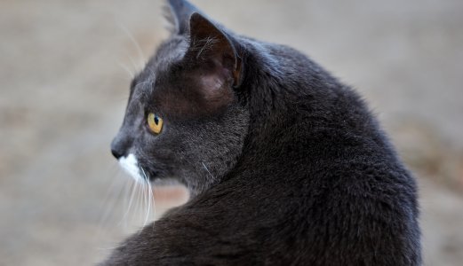 Uvanlig soppart påvist hos importert katt