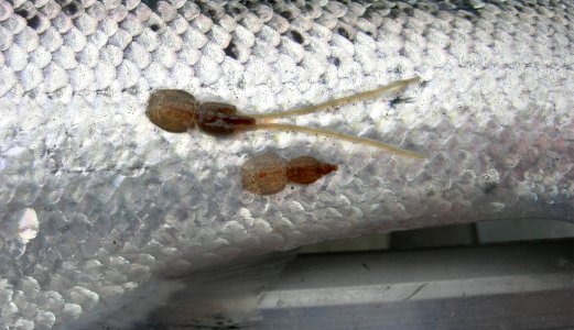 Dokumenterte skader på fisk etter behandling med varmt vann