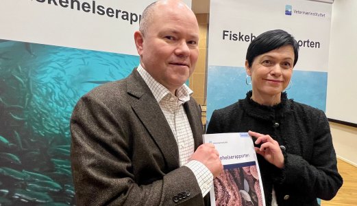 Varmare sjø gir nye helse- og velferdsutfordringar i fiskeoppdrett