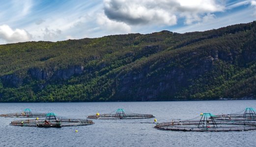 Veterinærinstituttet gjennomgår prøver med mistanke om ILA fra 2017