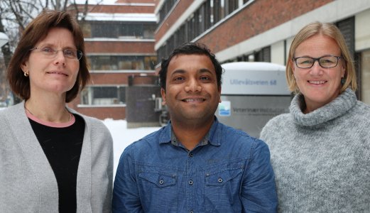 Kritisk viktig bakterie under lupen i nytt resistensprosjekt