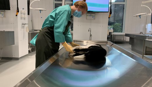 No veit vi meir om den dødelege diarésjukdommen som ramma hundar i Noreg i 2019