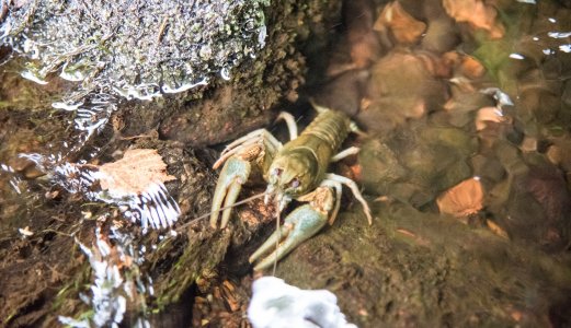 Krepsepesten truer igjen edelkrepsen i grensevassdragene i Eidskog kommune